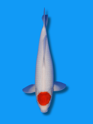 Tancho Kohaku | Koi&Co.